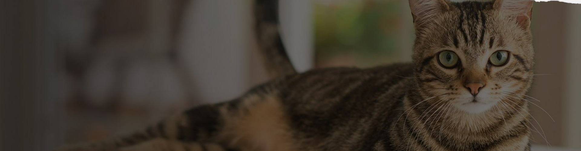 Snazyy Cat cover photo