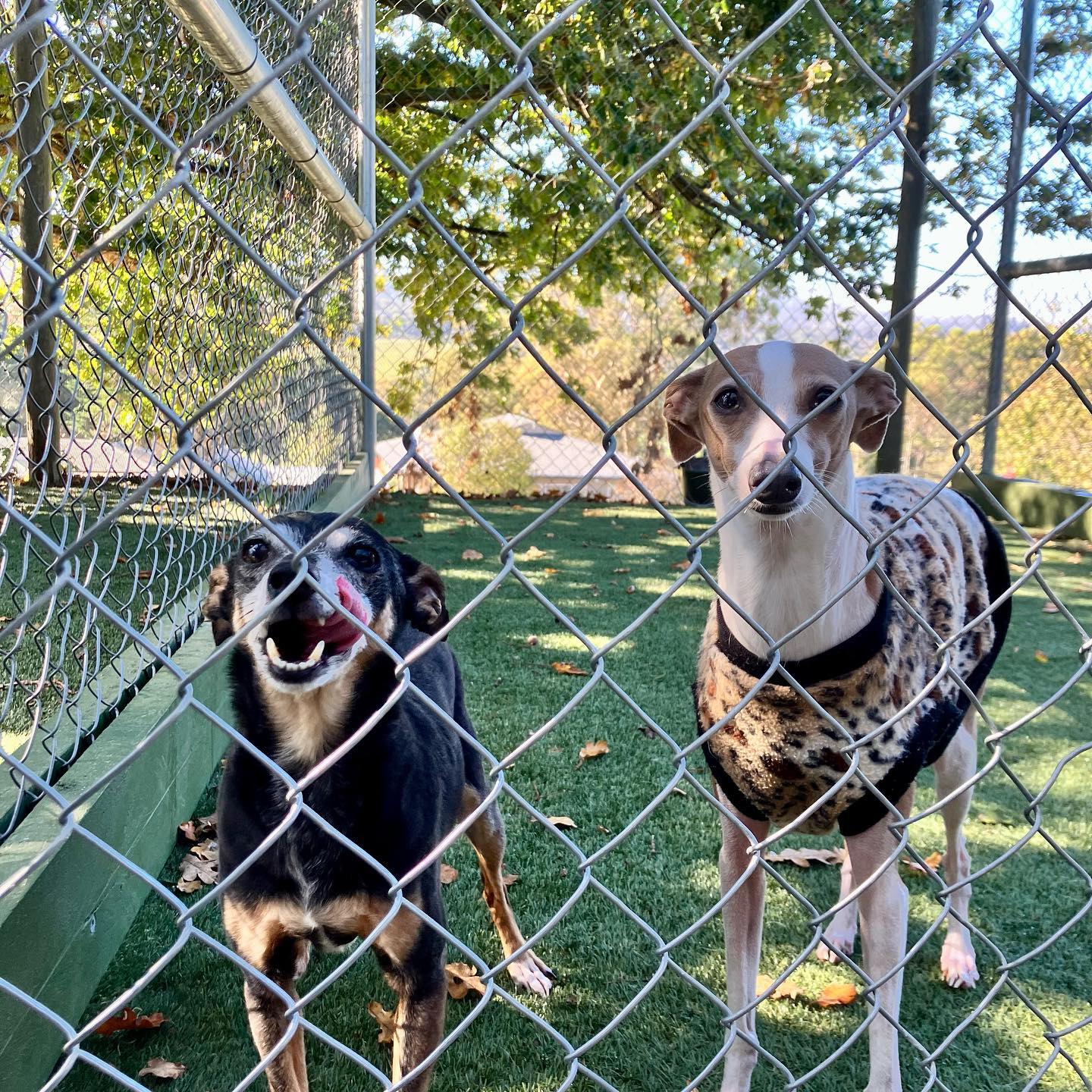 A Dogs Domain and Cats too cover photo