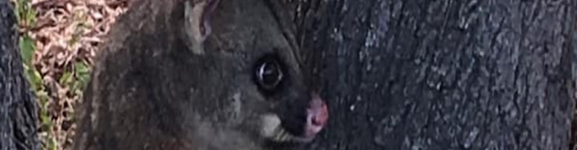 OZ PEST CONTROL CANBERRA cover photo