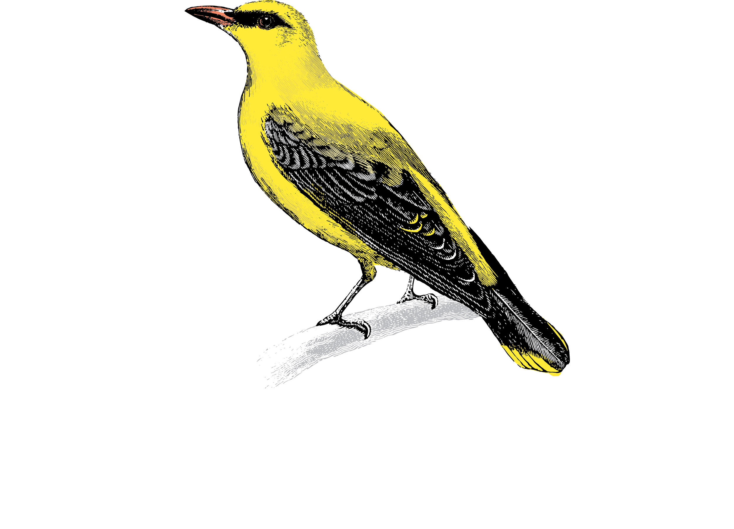 Oriole Bar logo